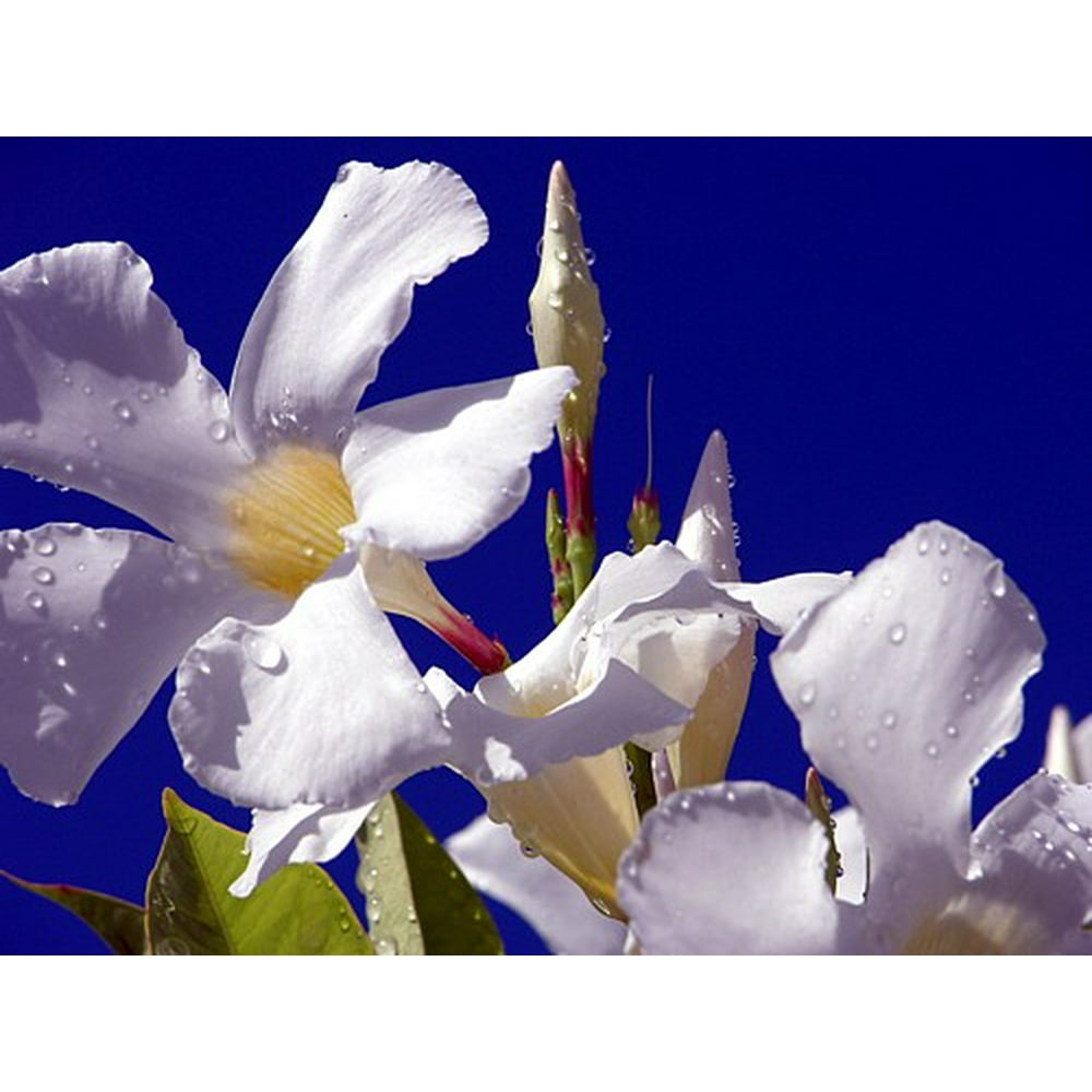 White Brazilian Jasmine Plant Indoors/Out Mandevilla 4" Pot