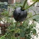 thumbnail image 3 of Caja de enraizamiento de plantas Dispositivo de enraizamiento Equipo de reproducción reutilizable Kit de propagación de capas de aire Plástico Negro juego de 10 piezas Soledad aparato de enraizamiento, 3 of 10