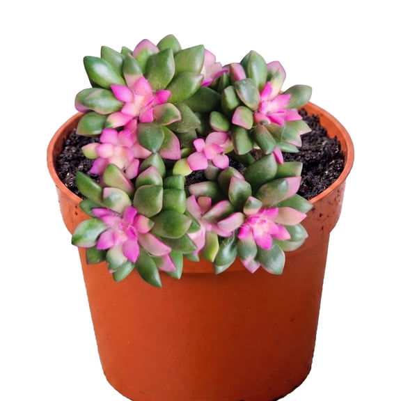 4" Sunrise Succulents Live Plant - Small Anacampseros Indoor Succulent Plants Live , The Pot Indoor Potted Houseplant for Home Decor, Desk &Basket