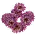 thumbnail image 3 of 10 Piezas Hojas Secas Prensadas Elegante de Color Púrpura para ción de Tarjetas Margarita púrpura Sunnimix Flores secas prensadas, 3 of 8