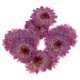 thumbnail image 3 of 10 Piezas Hojas Secas Prensadas Elegante de Color Púrpura para ción de Tarjetas Margarita púrpura Sunnimix Flores secas prensadas, 3 of 8