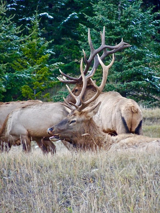 Yellowstone Natural History: Elk - Yellowstone Insider