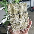 thumbnail image 4 of OUSITAID 50Pcs Rock Wool Cubes Rockwool Grow Hydroponics Grow Cubes Multifunction Greenhouse Compress Base for Cloning Plant Propagation and Seed Starting, 4 of 11