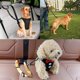 thumbnail image 1 of 1Pcs Pet Supplies Car Seat Belt Dog Seat Belt Dog Leash Vehicle Adjustable Cushioning Elastic Reflective Safety Rope for Dog Cat55X2.5cm blue He Qiyong unisex, 1 of 1