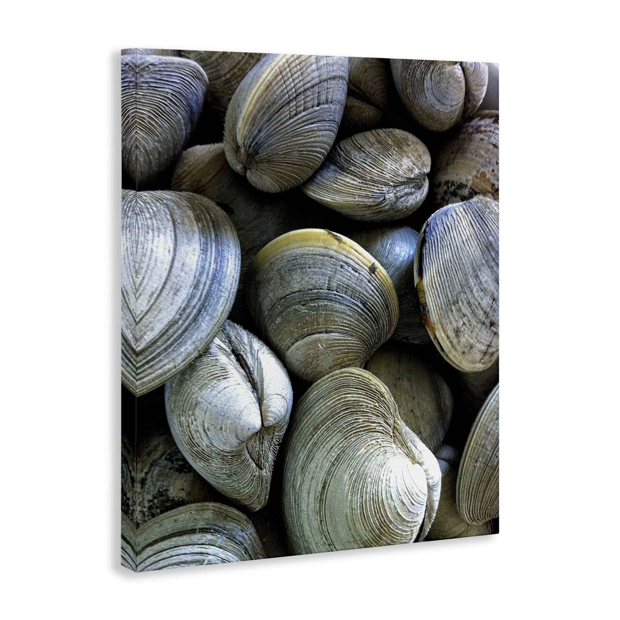 Stupell Industries Maritime Clams Pile Nautical & Beach Photography Wrapped Canvas Art Print Wall Art, 16 x 20