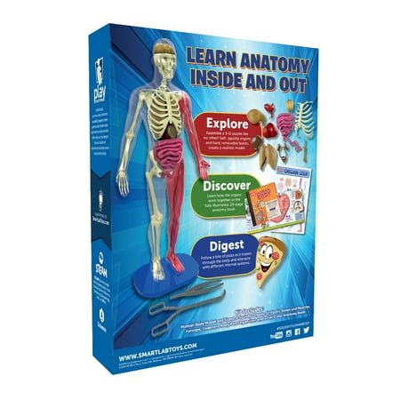 Smart Lab Squishy Human Body Kit - Walmart.com