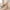 Beige, variant on snowsong Ankle Socks for Women,2024 New Women's Solid Color Casual Thin Comfortable Non-slip Lace Ankle Socks,Lace Stockings,Socks for Women,Women's Accessories,(Clearance) Beige One Size