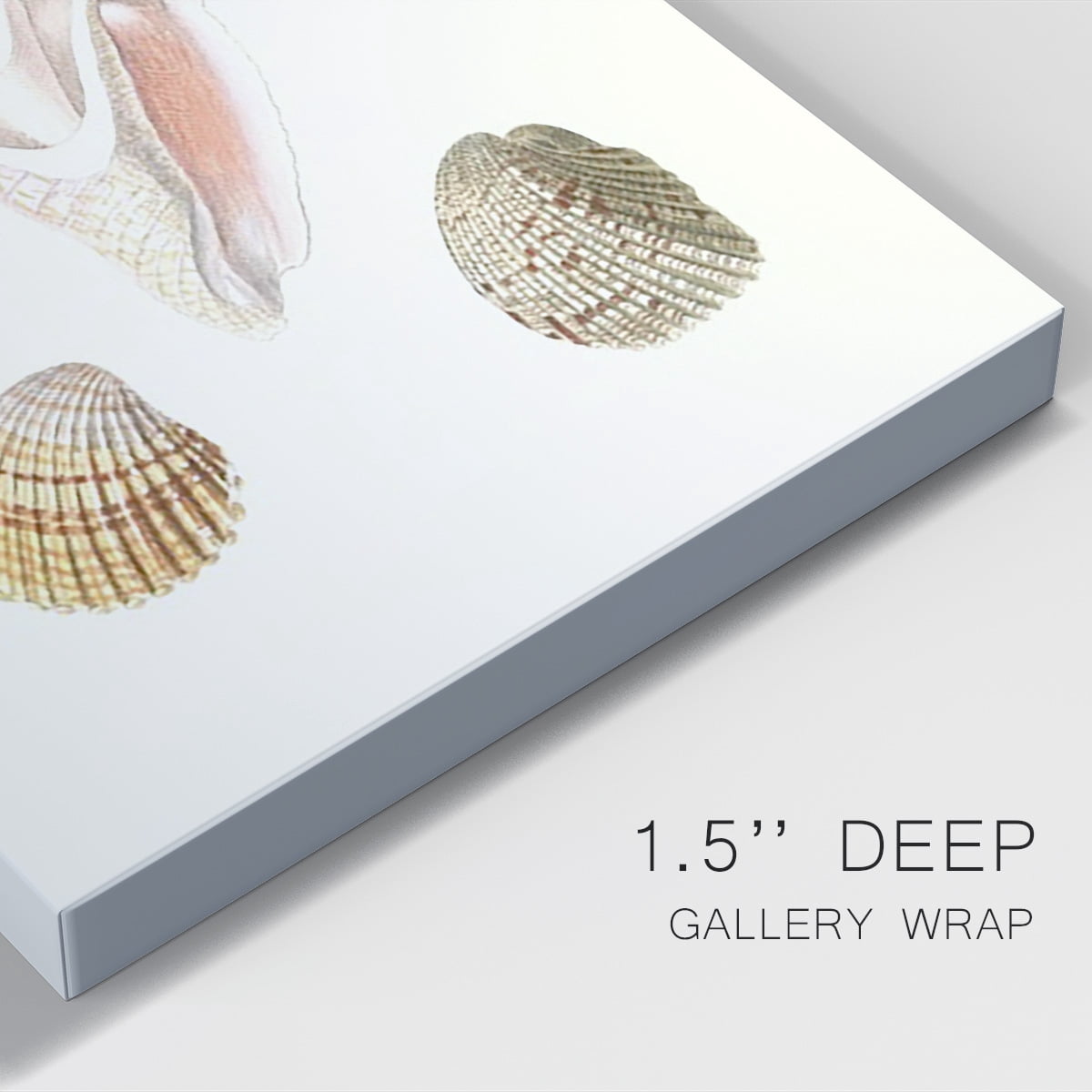 Pastel Knorr Shells IX Premium Gallery Wrapped Canvas - Ready to Hang