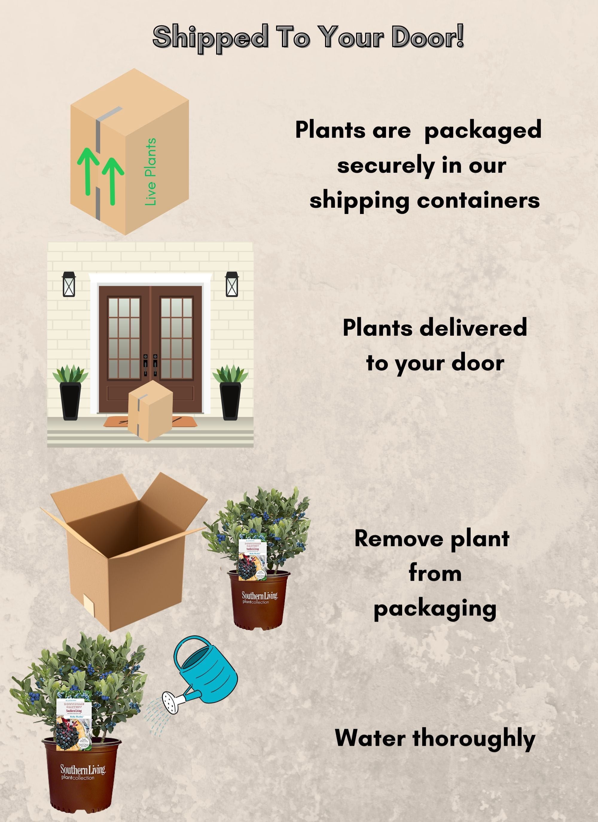 Southern Living Blueberry Hello Darlin Live Shrub in 2-Gallon Grower Pot