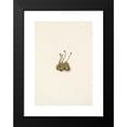 thumbnail image 2 of Mary Vaux Walcott 18x24 Black Modern Framed Museum Art Print Titled - Tufted Saxifrage. Saxifraga Tufted (1925), 2 of 5