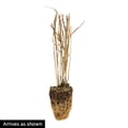 thumbnail image 4 of Direct Gardening Standing Ovation Little Bluestem Ornamental Grass Dormant Bare Root Perennial Starter Plant, 4 of 4