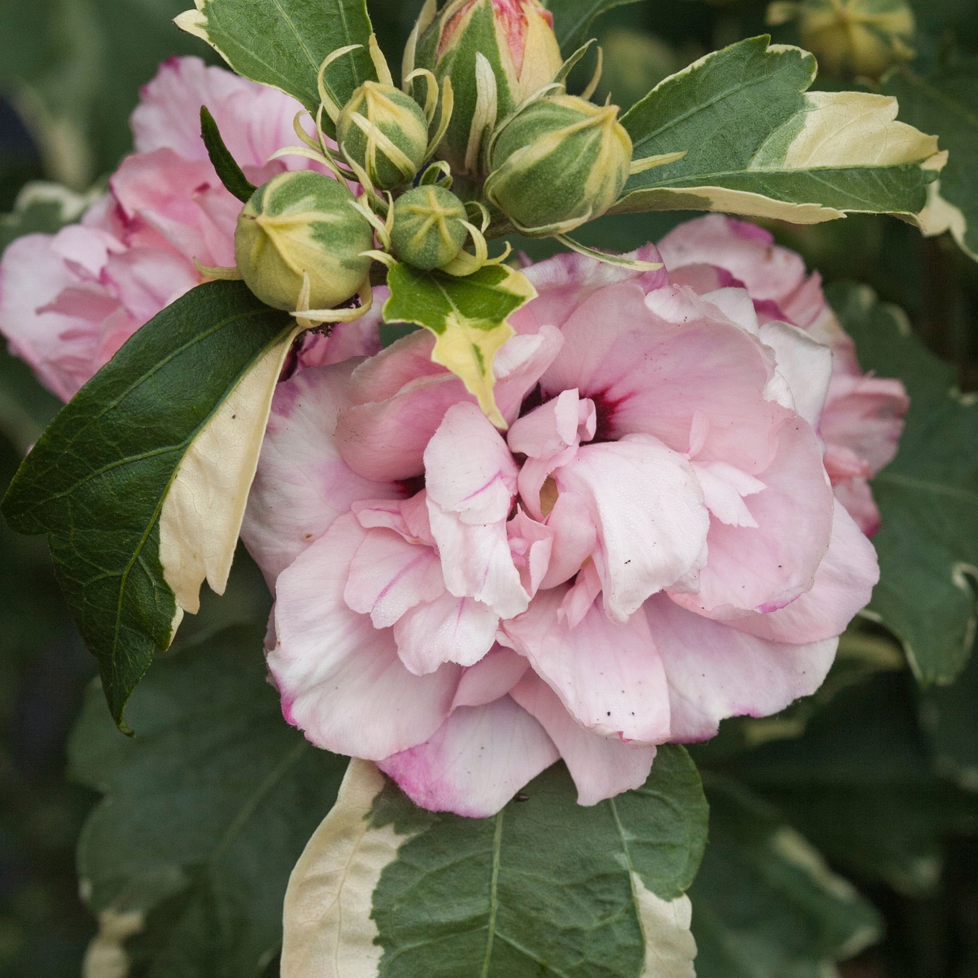 Proven Winners ColorChoice Sugar Tip Hibiscus Live Shrub (2 Gallon)