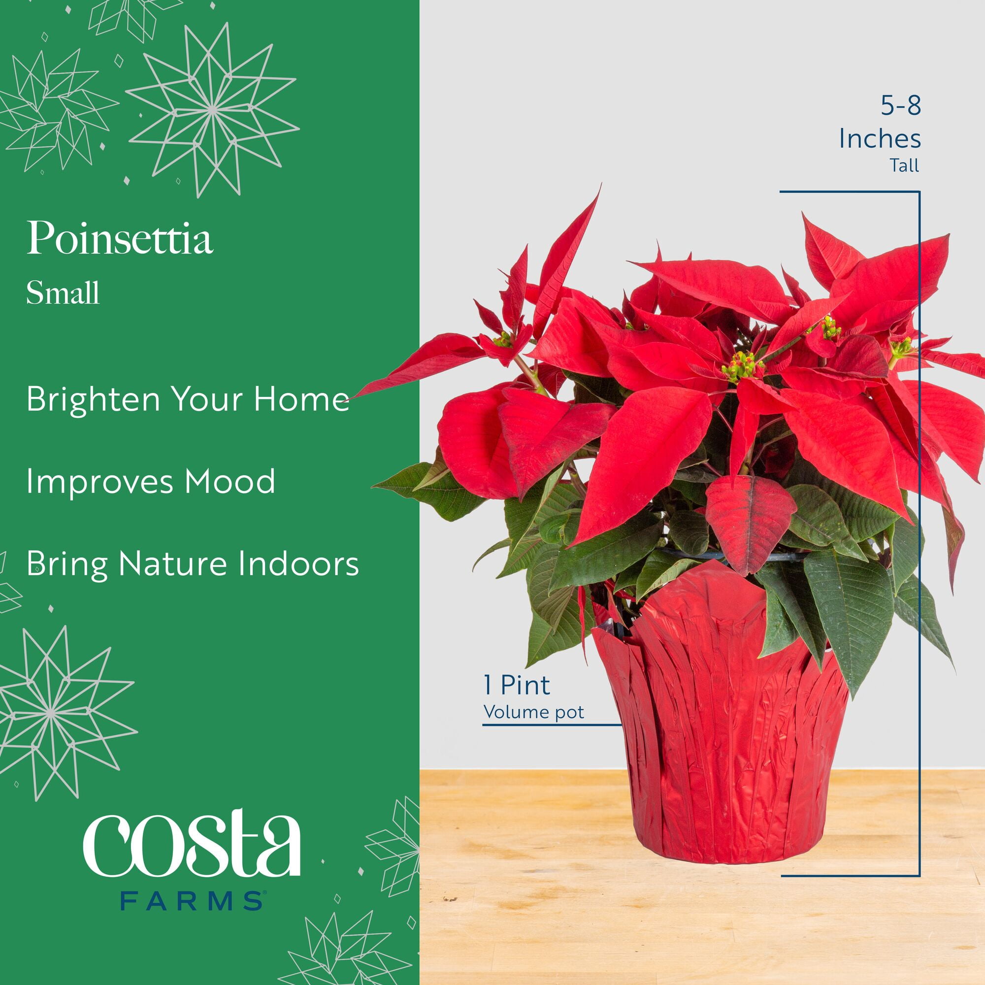 Costa Farms 6-10" Tall Red Poinsettia, Bright Indirect Sunlight, Indoor Live House Plants, 4-pk