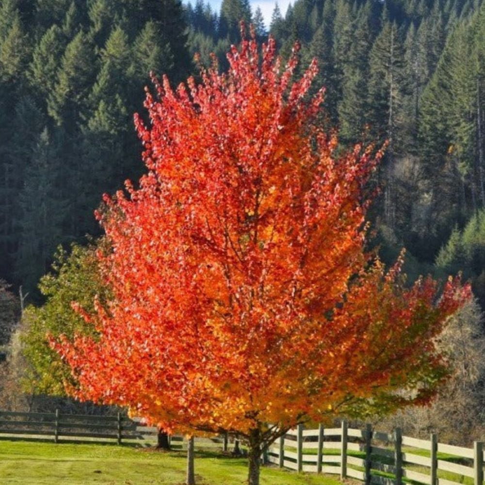 Expert Gardener 2-3 ft tall October Glory Maple Live Tree in 5-Gallon Grower Pot