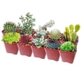 thumbnail image 2 of Winter Hardy Succulents Pack - Pack of 10, 2 of 2