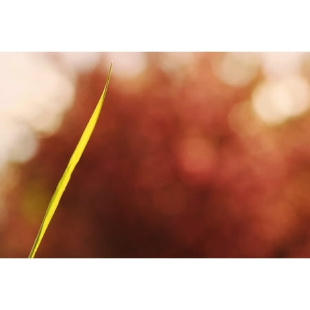 - Canvas Print Color Bokeh Sweetness Joli Grass Sunny Strand Stretched Canvas 10 x 14