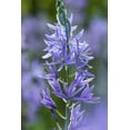 Blue Melody Bulbs for Planting Camassia Quamash Easy to Grow