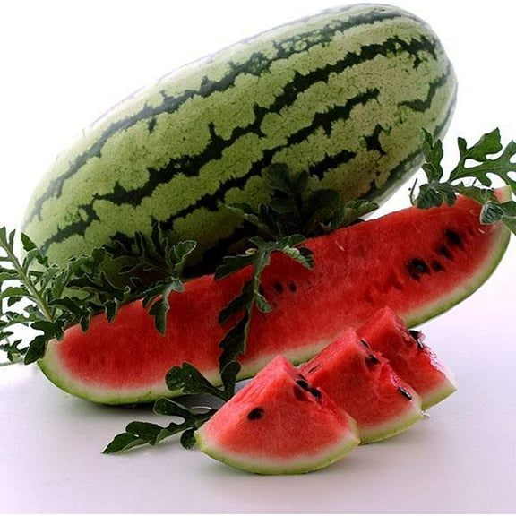 Georgia Rattlesnake Watermelon Seeds 2 g ~16 Seeds - Heirloom, Open Pollinated, Non-GMO, Heirloom, Farm & Vegetable/Fruit Gardening Seeds