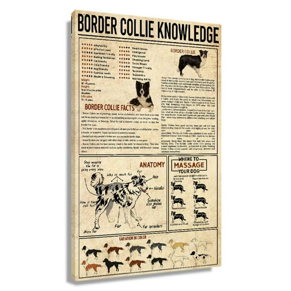 Border Collie Dog Knowledge Poster Educational Wall Art Infographic Poster Kitchen Artwork Living Room Rectangular Painting Decor Aesthetic Picture Canvas Unframed 24×36 in