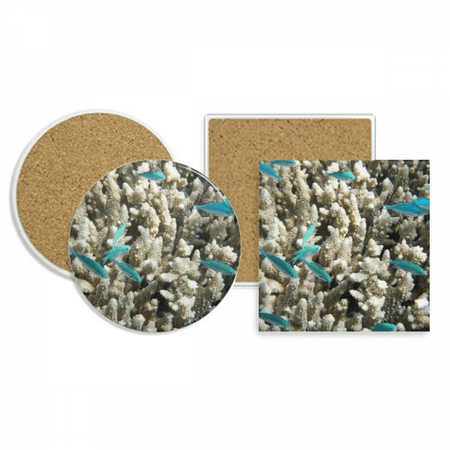 

Ocean Fish Science Nature Picture Coaster Cup Mug Holder Absorbent Stone Cork Base Set