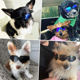 thumbnail image 5 of Disfruta de las gafas de sol para cachorros, gafas para perros con protección UV Adepaton Lentes de Sol Unisex, 5 of 5