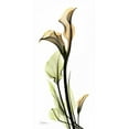 thumbnail image 2 of Koetsier, Albert 11x18 Gold Ornate Wood Framed with Double Matting Museum Art Print Titled - Calla Lily, 2 of 4