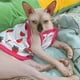 thumbnail image 5 of Ropa de verano para cachorros y gatos, chaleco con estampado de dibujos animados para mascotas, para gatos, perros pequeños, malla transpirable, precio bajo, ropa para mascotas de gatitos, 5 of 5