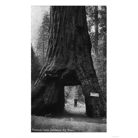 Calavera Bowl - View of Pioneers Cabin, Giant Redwood - Calaveras County, CA Print Wall Art By Lantern Press