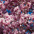 thumbnail image 3 of Saucer Magnolia Tree in 2.5'' Pot, Fragrant Magnolia Flower Shrub, 3 of 5