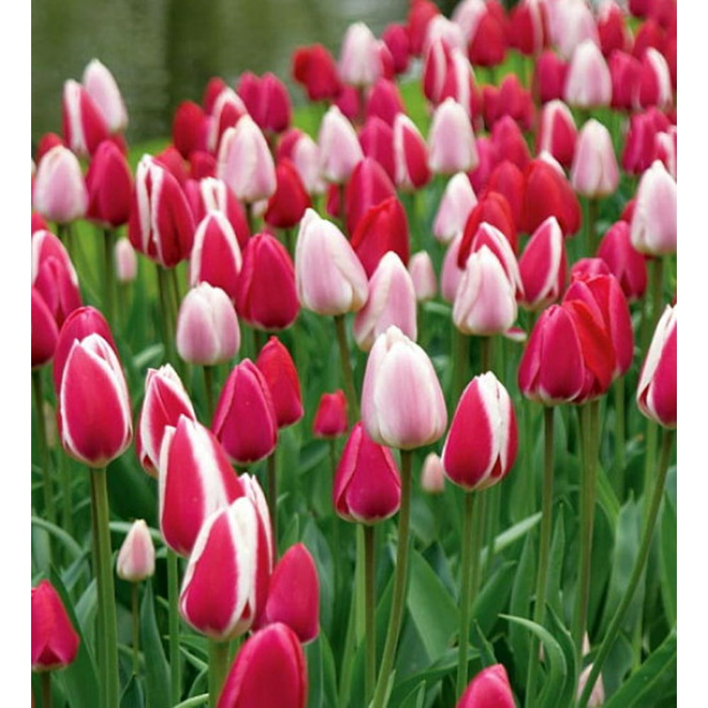Perennial Delight Tulip Blend 12 Bulbs Extended Blooms 12/+ cm