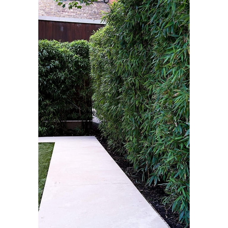 バンブー　NEWスクリーン3連 Bambusa Multiplex Green Hedge Bamboo - 3 Live Non-Invasive