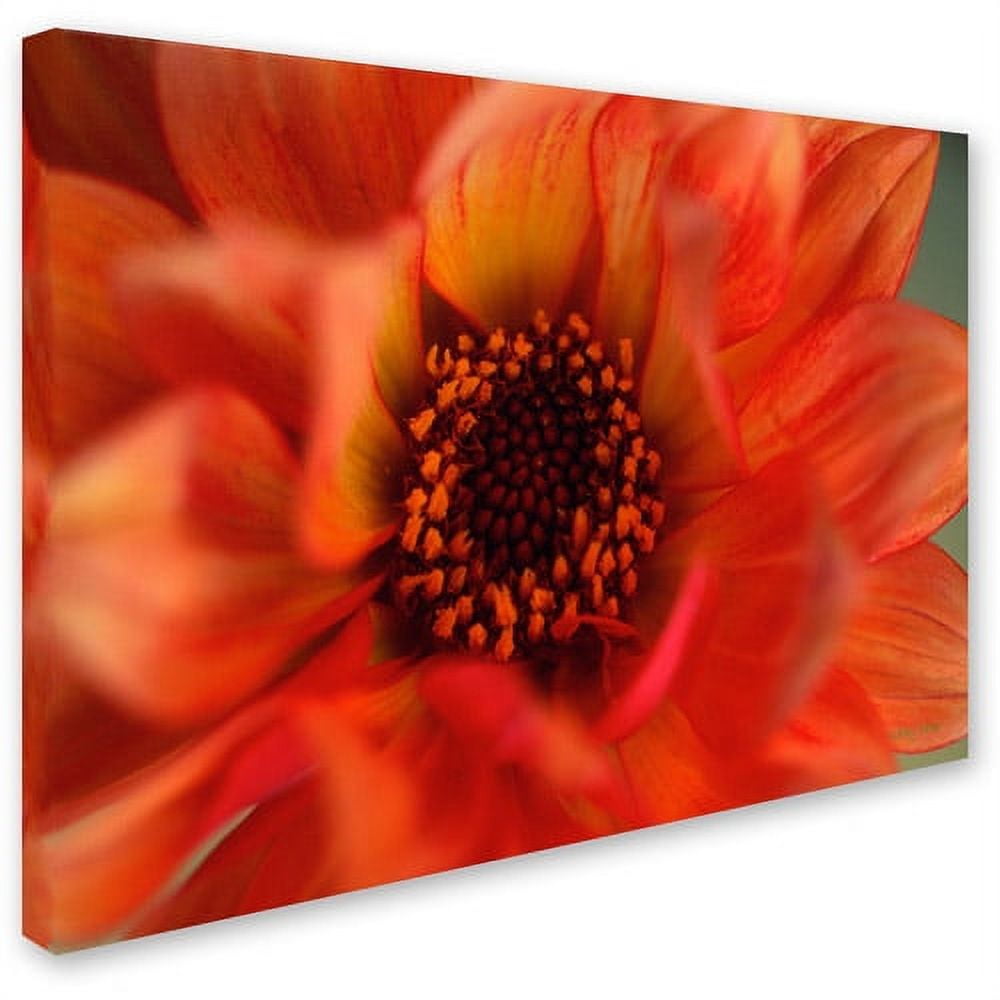 Trademark Fine Art "Fiery Dahlia" Canvas Art by Kathy Yates