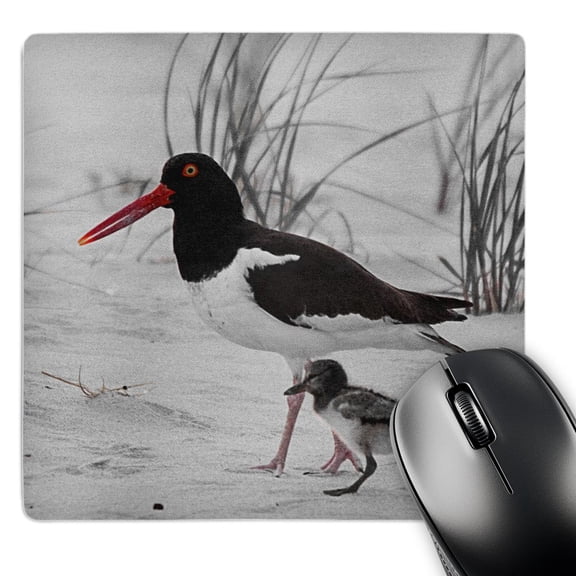 3dRose, OYSTERCATCHER WITH BABY WALKING IN THE SAND, MousePad