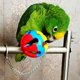 thumbnail image 4 of 5 piezas, pájaro pequeño, loro, juguete, reloj de pared, jaula para pájaros, hamaca, columpio, juguete colgante para loro pequeño, 4 of 5