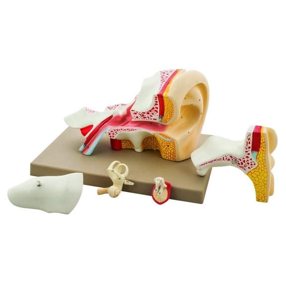 EISCO Premium Human Ear Model, 4 Times Enlarged, 5 Parts