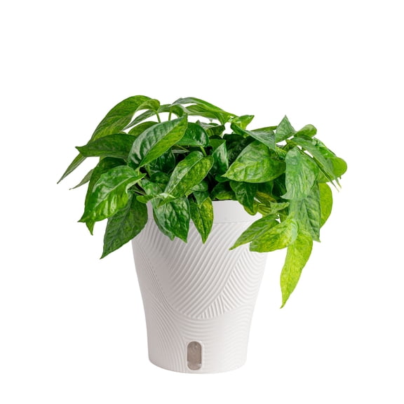 Costa Farms 12" Pothos Mini Mint Live Plants in 5" Self-Watering Pot