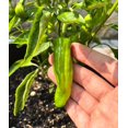thumbnail image 3 of TomorrowSeeds - Shishito Pepper Seeds - 200+ Count - For 2026 Planting 50 SHU Mild Green Japanese, 3 of 9