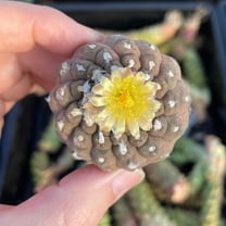Copiapoa Hypogaea Rare Cactus, Unique Plant for Perfect Gift Collections