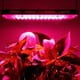 thumbnail image 3 of Lámpara LED para plantas de 50W, foco de espectro completo, luz para plantas, lámpara de crecimiento para invernadero, 3 of 6