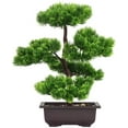 thumbnail image 1 of Planta decorativa en maceta de pino Bonsai-Beauty Ormromra  HFP-0285, 1 of 8