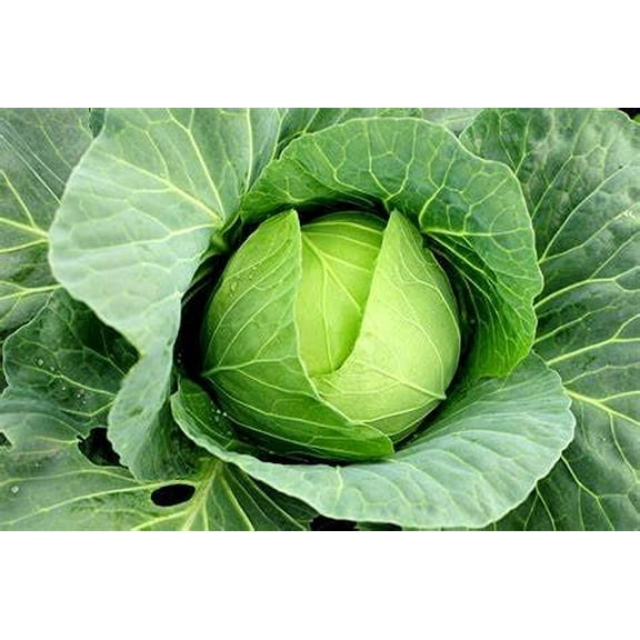 Cabbage- Copenhagen Market Seeds, 500, Heirloom, Non GMO Seed Tasty Healthy Veggie