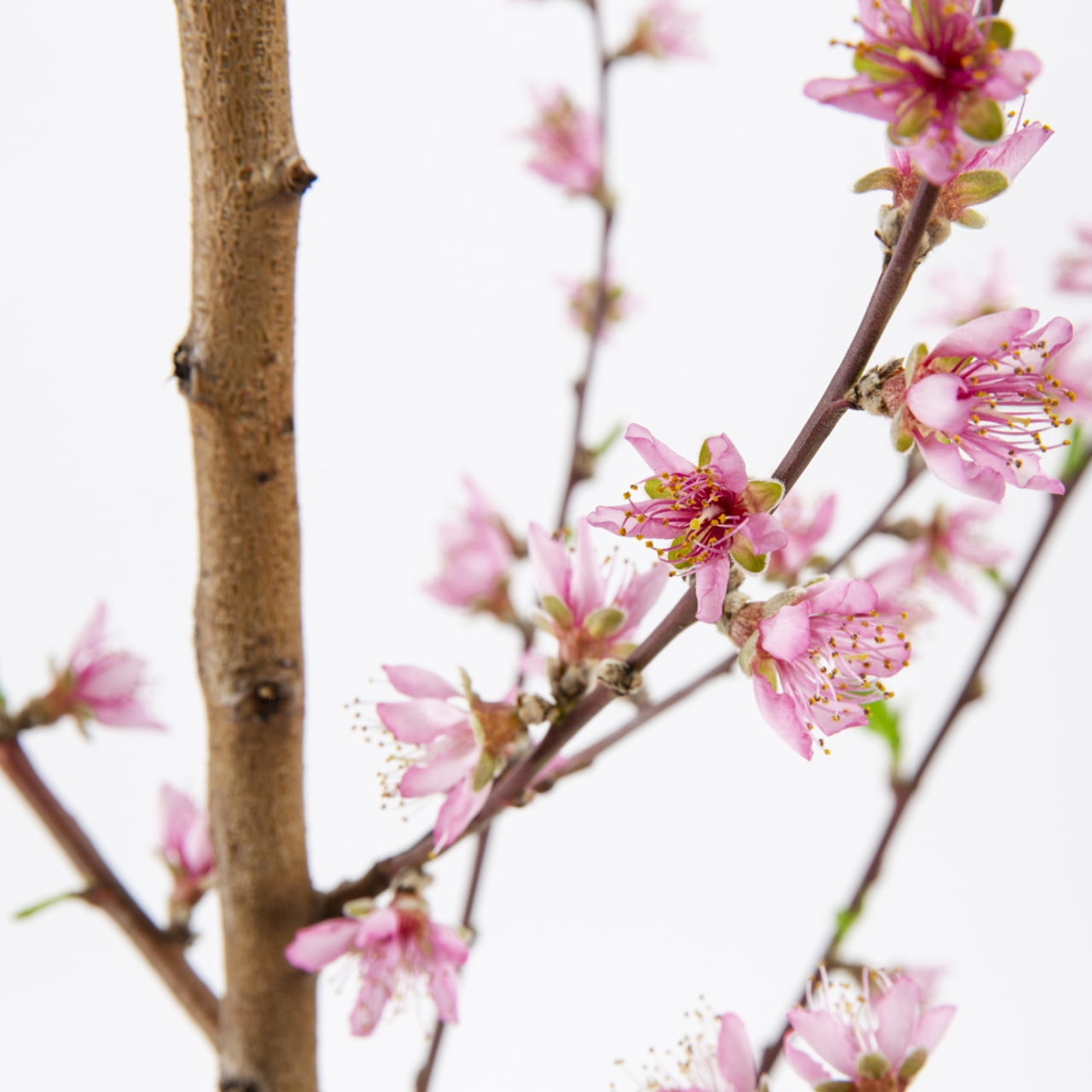 Expert Gardener 3.75gal Contender Peach Live Tree Plant Sun