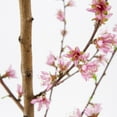 thumbnail image 3 of Expert Gardener 3.75gal Contender Peach Live Tree Plant Sun, 3 of 6