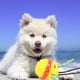 thumbnail image 2 of KAKOWELY Juguete interactivo para masticar con forma de pelota con cordón para perros, 2 of 4