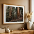 thumbnail image 5 of Walking with Giants of the Forest - California Photography Forest Nature Woodland Wilderness Scenic Landscape Autumn Unframed Wall Art Print 40 x 60 inches, 5 of 7