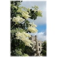 thumbnail image 3 of 20 Graines de Lilas des Arbres Blanc Colibri Fleur Parfumée Peking Syringa Pekinensis, 3 of 10