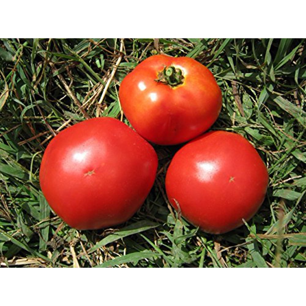 Tomato Marglobe Great Heirloom Garden Vegetable 4,000 Seeds BULK