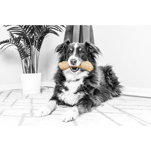 Pet Qwerks BarkBone Natural Instincts Rawhide Style Nylon Bone Dog Chew Toy, Bacon Infused, Large 8", Aggressive Tough Chewers