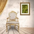 thumbnail image 3 of Horton, Janet 11x14 Gold Ornate Wood Framed with Double Matting Museum Art Print Titled - Hobart-Washington State-USA Moss-covered tree with licorice ferns growing out of it, 3 of 4