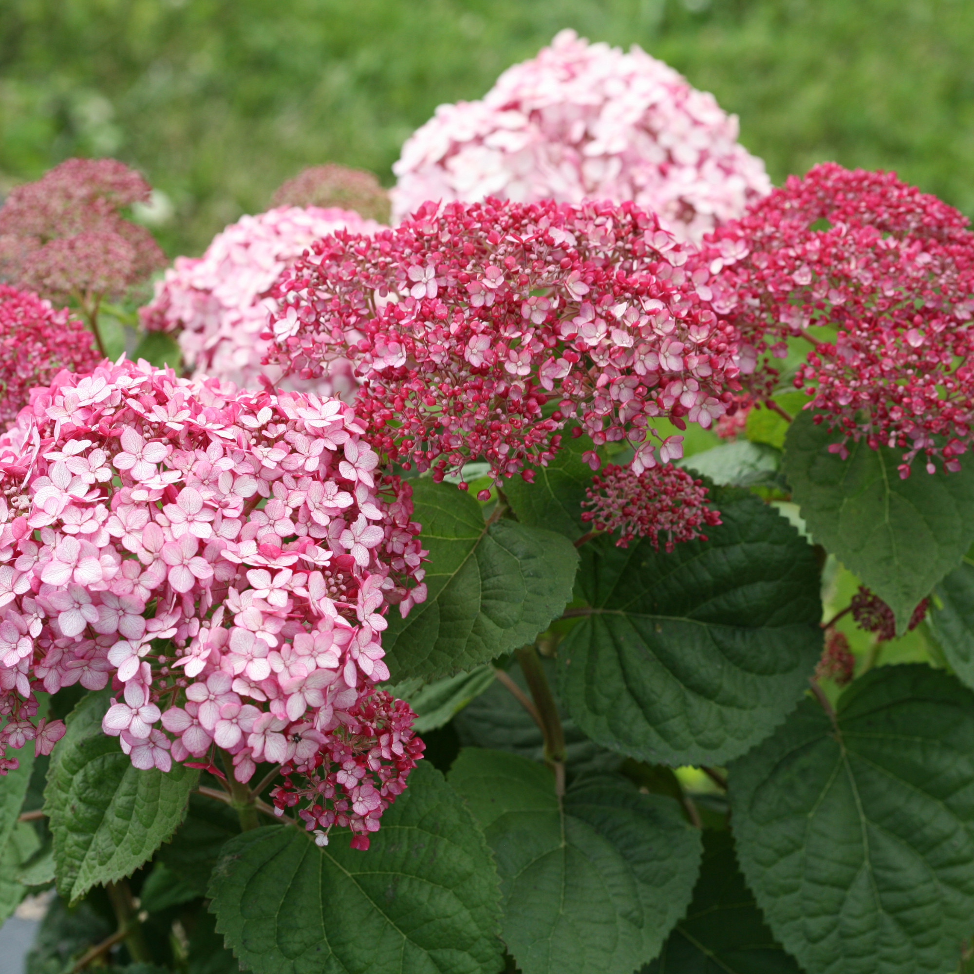 Proven Winners ColorChoice 6" Pink Incrediball Blush Smooth Hydrangea Live Plant in 7.5" Pot
